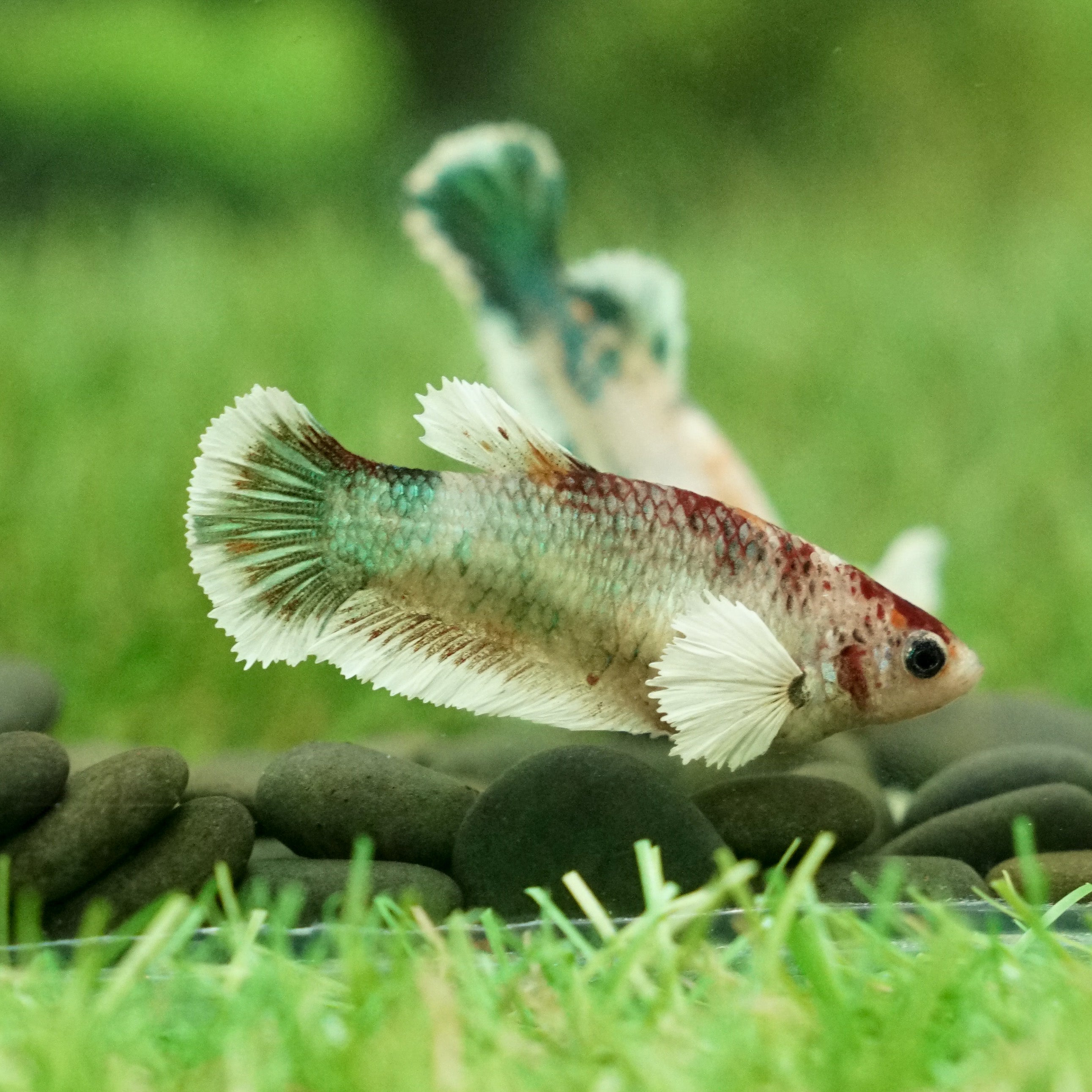 Candy Koi Dumbo Plakat- Female – Betta Squad USA, LLC.