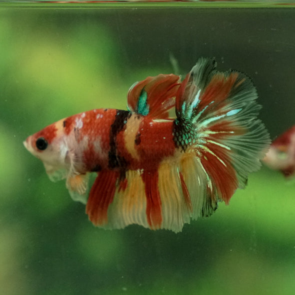 Galaxy Koi Halfmoon - 11 weeks old