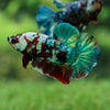 Galaxy / Multicolored Koi Plakat - Premium Quality