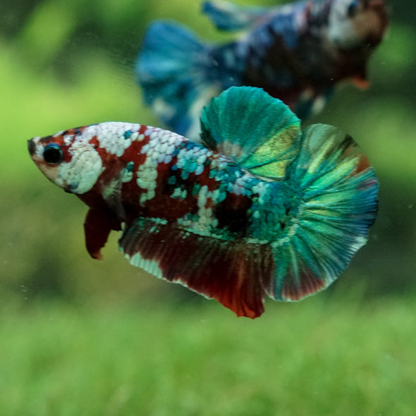 Galaxy / Multicolored Koi Plakat - Premium Quality