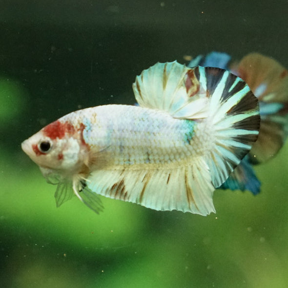 Multicolor/Galaxy Koi Plakat -11 weeks Old