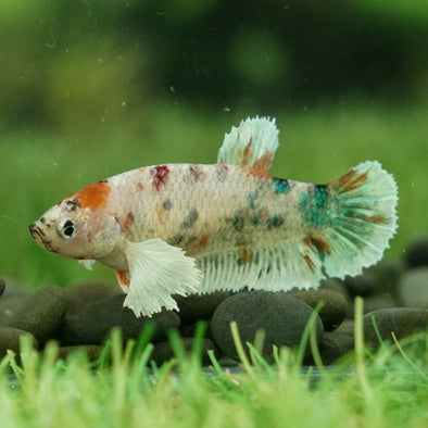 Multicolor/galaxy Dumbo Koi Plakat- Female