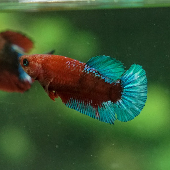Red Fancy Plakat 13 Week Old- Female