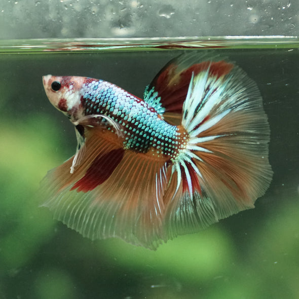 Galaxy Koi Halfmoon - 14 weeks old