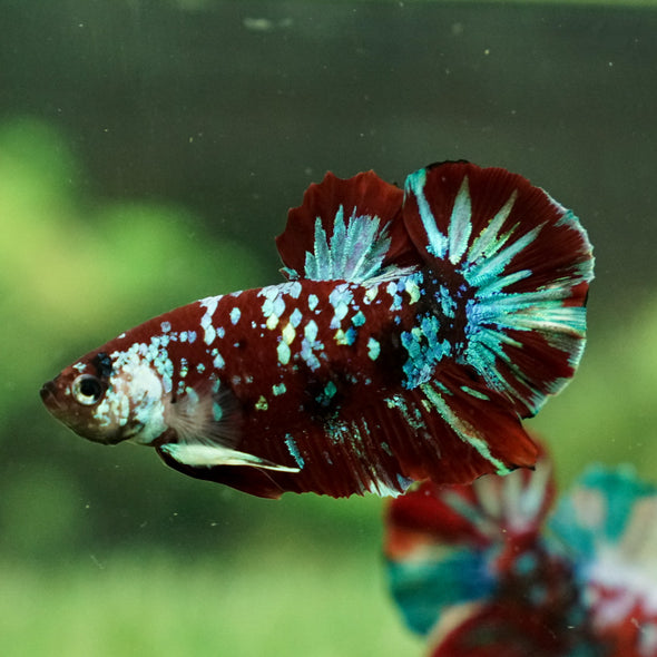 Multicolor/Galaxy Koi Plakat -15 weeks Old