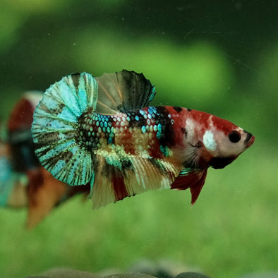 Multicolor/Galaxy Koi Plakat -11 weeks Old