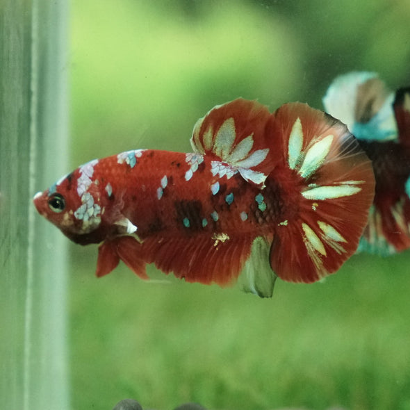 Multicolor/Galaxy Koi Plakat -13 weeks Old