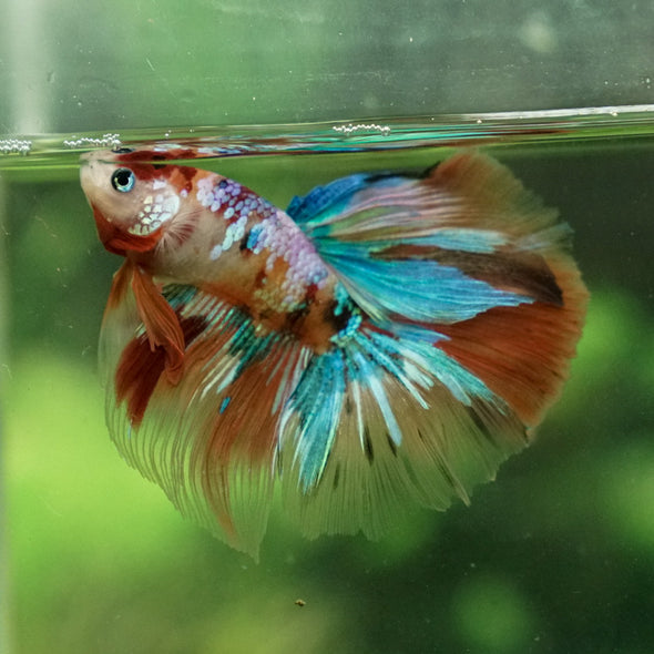 Galaxy Koi Halfmoon - 12 weeks old