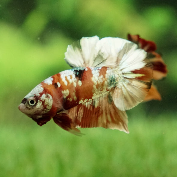 Copper/Gold Galaxy Koi Plakat - 13Weeks Old