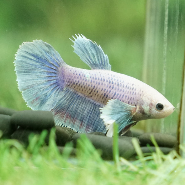 Dumbo Halfmoon - Female