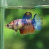 Multicolor Galaxy Halfmoon- Female