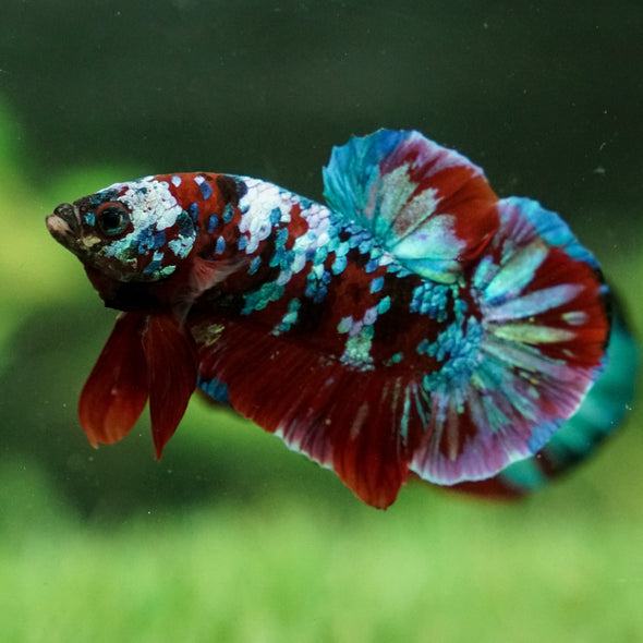 Multicolor/Galaxy Koi Plakat - Breeder Grade