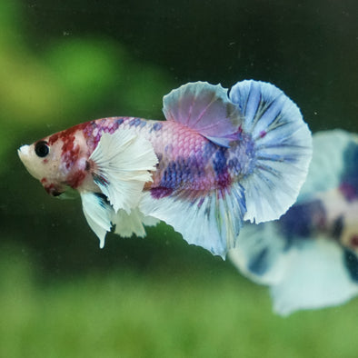 Candy Koi Dumbo Plakat - 12 weeks old