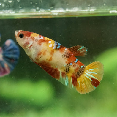 Galaxy Koi Plakat- Female