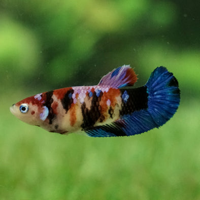 Multicolor/galaxy Koi Plakat- Female