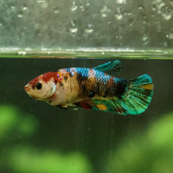 Galaxy Koi Plakat- Female