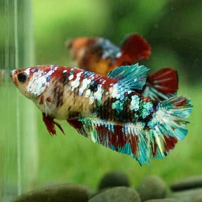 Multicolor/galaxy Koi Plakat- Female