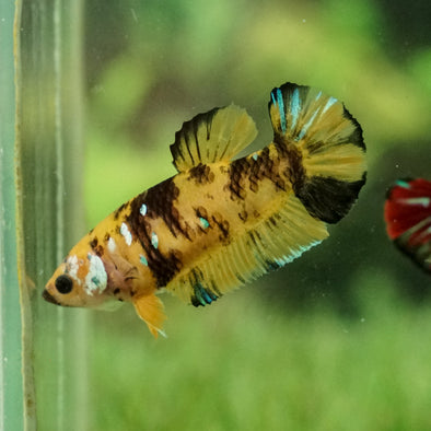 Multicolor/galaxy Koi Plakat- Female