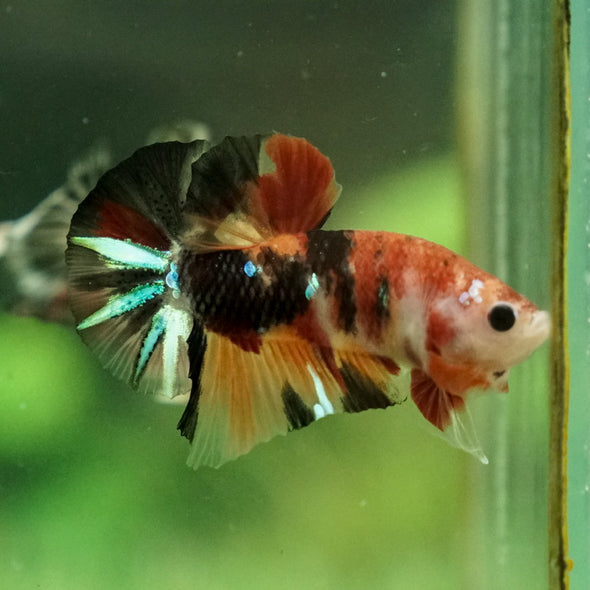 Multicolor/Galaxy Koi Plakat -11 weeks Old