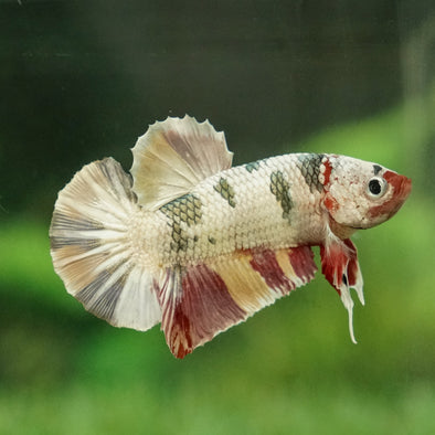 Multicolor/Galaxy Koi Plakat -15 weeks Old