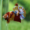 Multicolor/Galaxy Koi Plakat -15 weeks Old