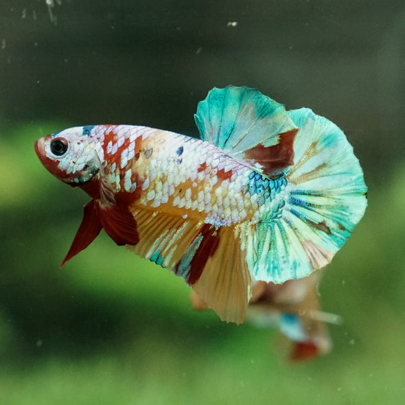 Multicolor/Galaxy Koi Plakat -15 weeks Old